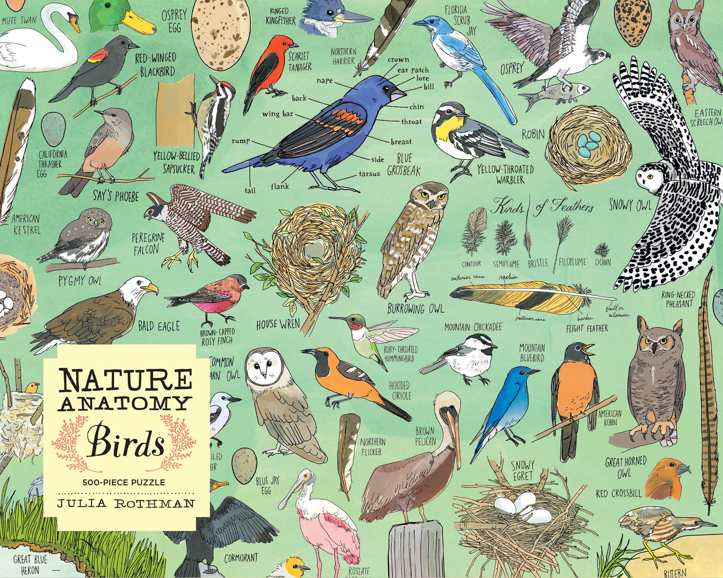 Nature Anatomy: Birds Puzzle (500 pieces) Hachette Book Group
