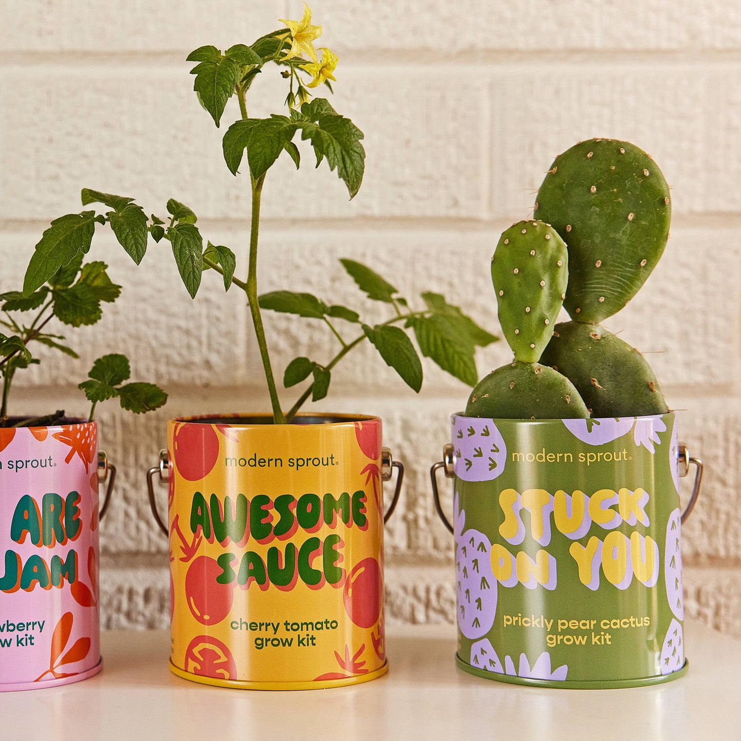 Complimentary Color Grow Kits Modern Sprout
