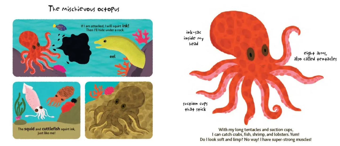 Touch and Explore: The Ocean Chronicle Books