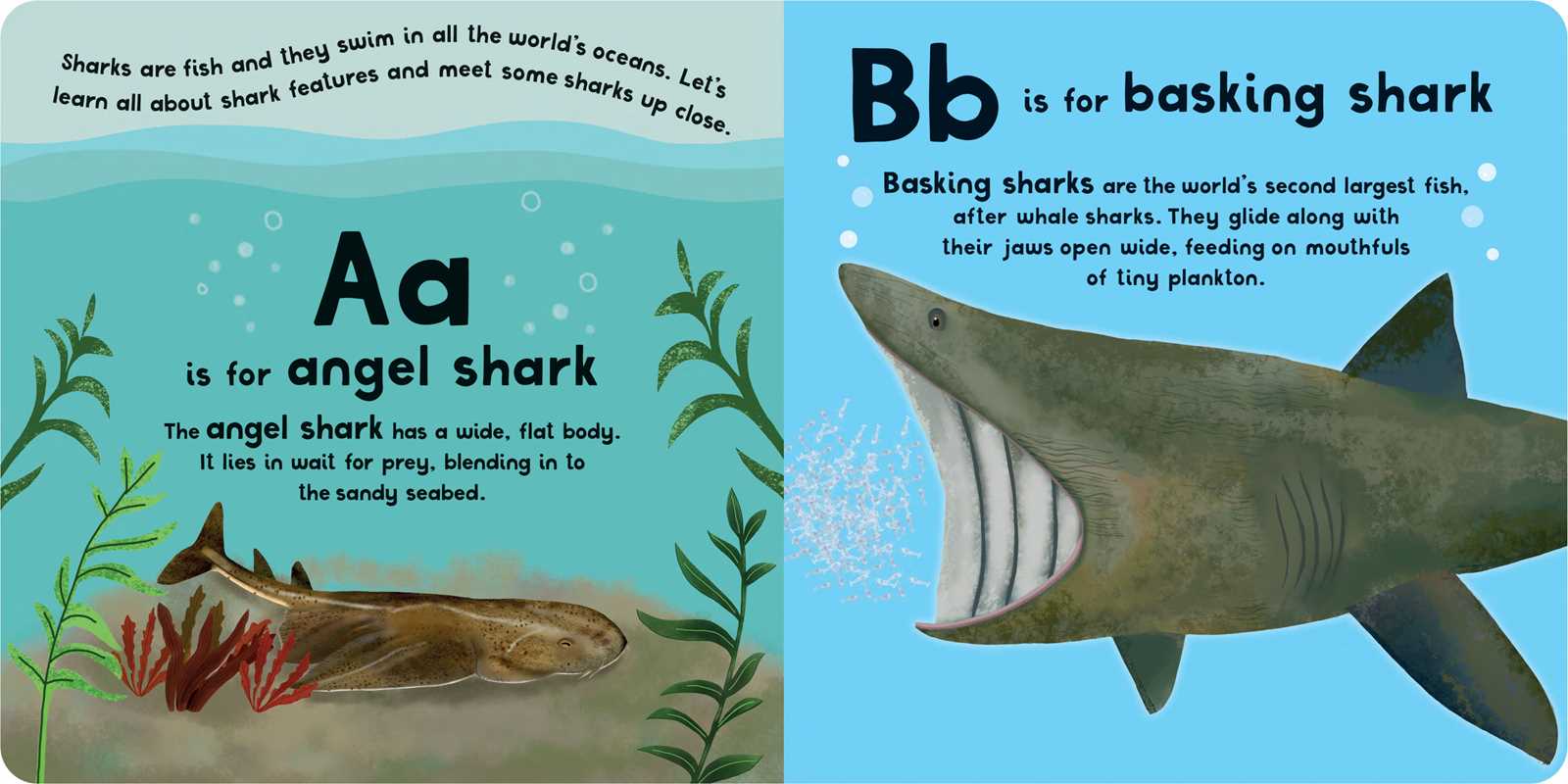 A-Z of Sharks