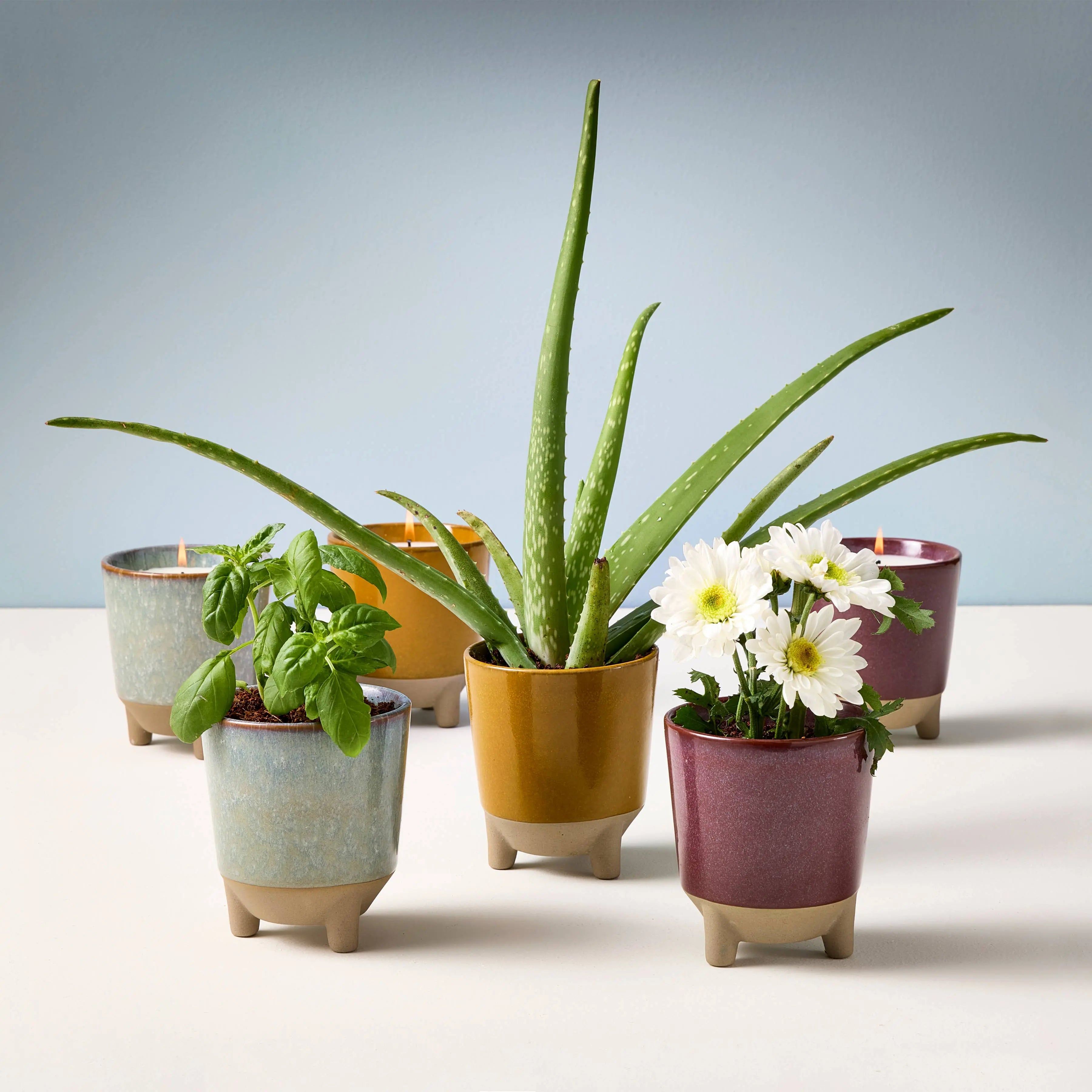 Glow & Grow 2-in-1 Candle + Grow Kit Modern Sprout