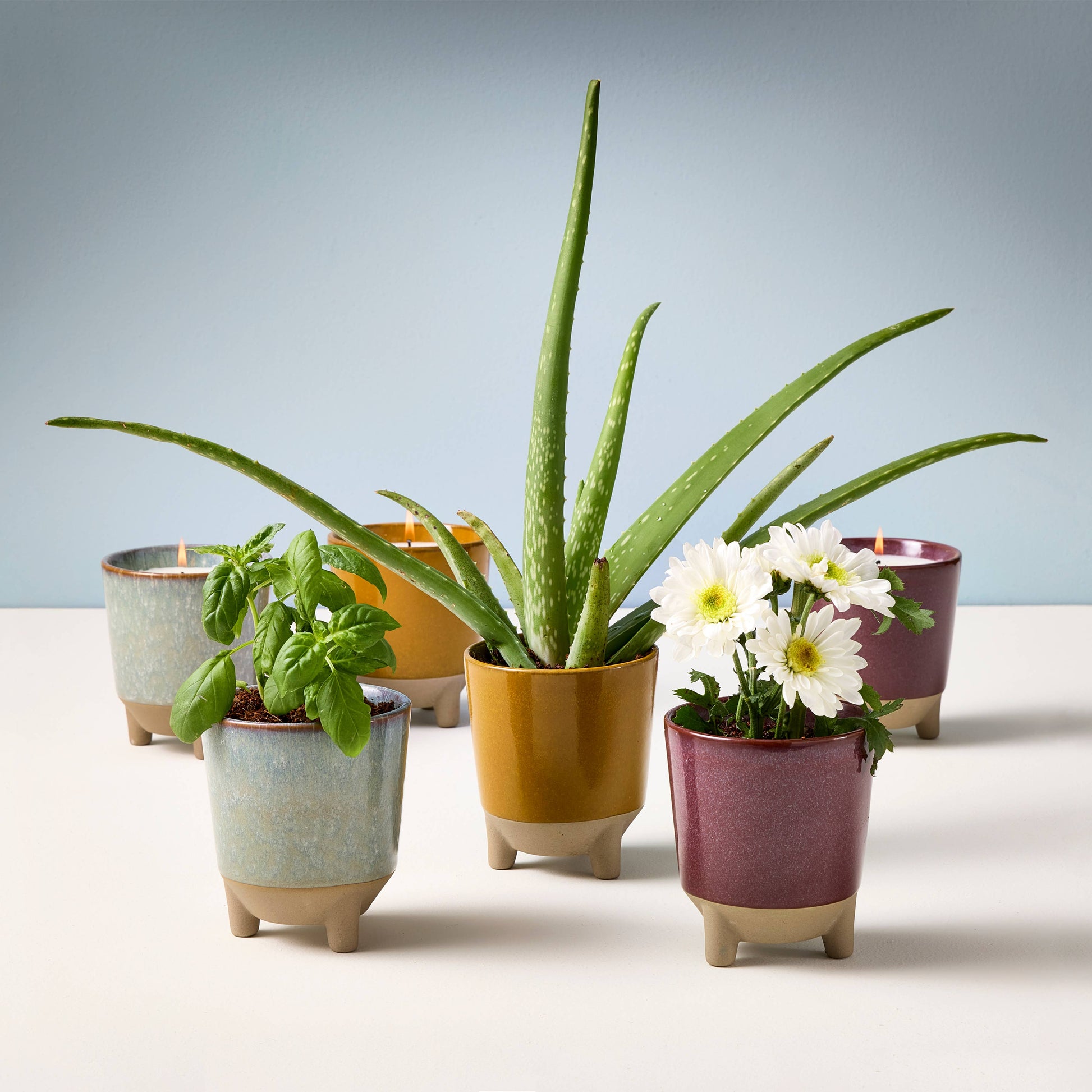 Glow & Grow 2-in-1 Candle + Grow Kit Modern Sprout