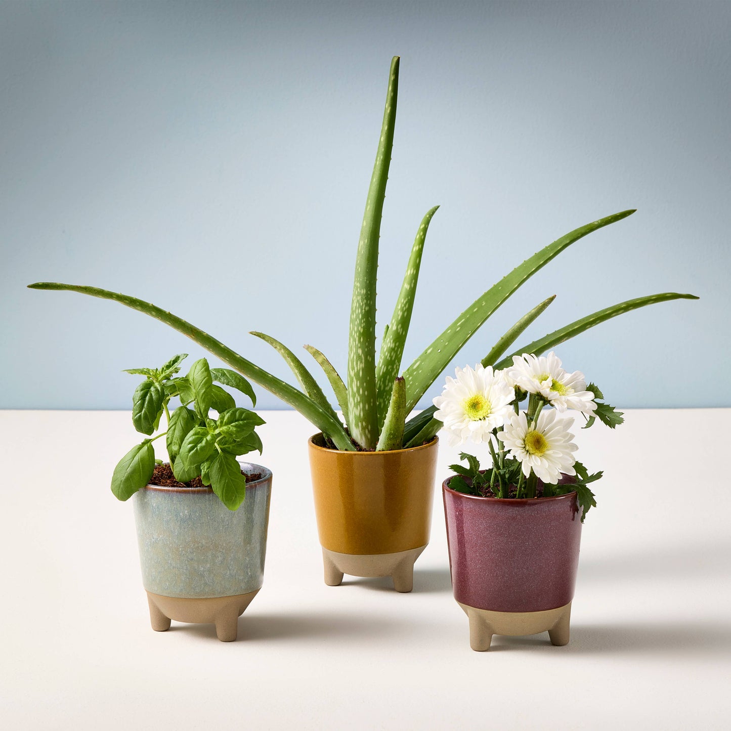 Glow & Grow 2-in-1 Candle + Grow Kit Modern Sprout
