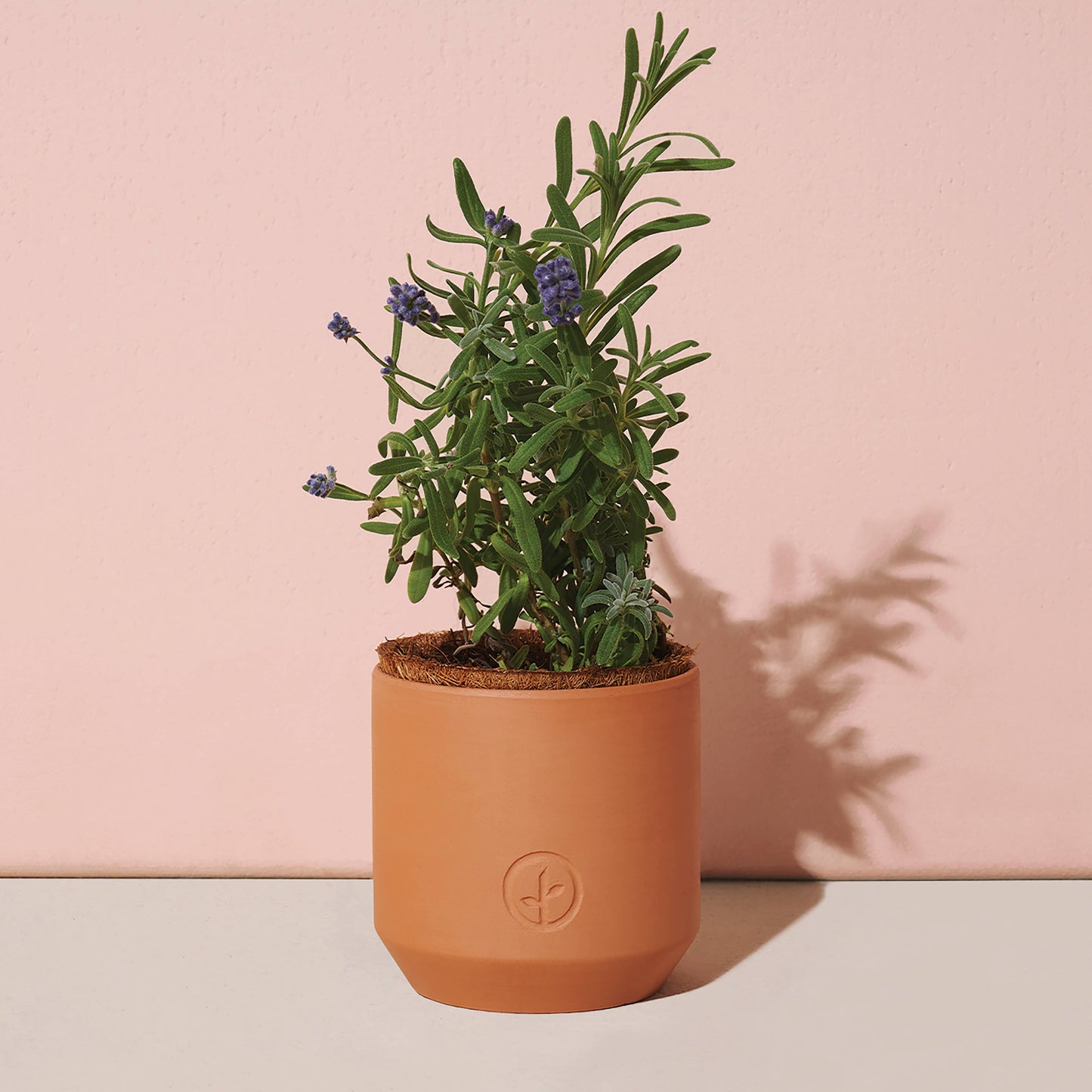 Tiny Terracotta Grow Kits Modern Sprout