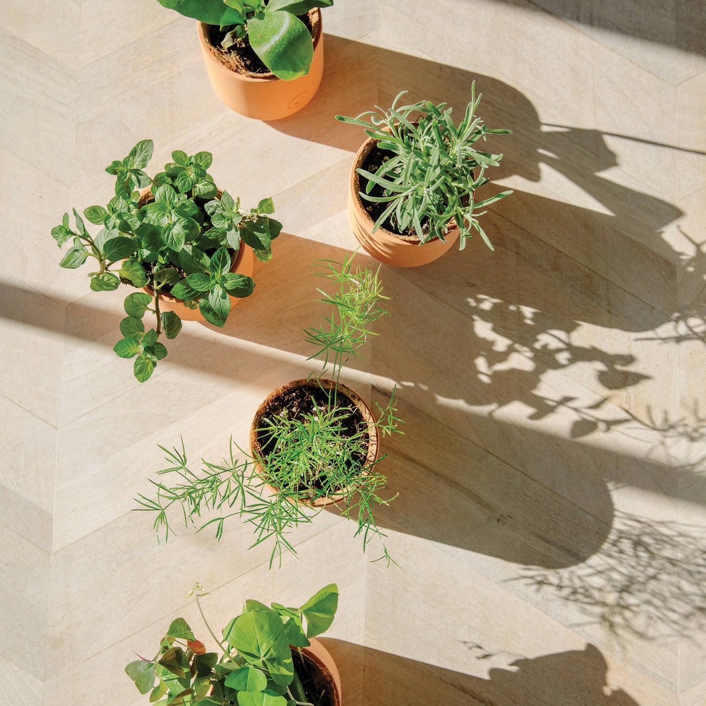 Tiny Terracotta Grow Kits Modern Sprout