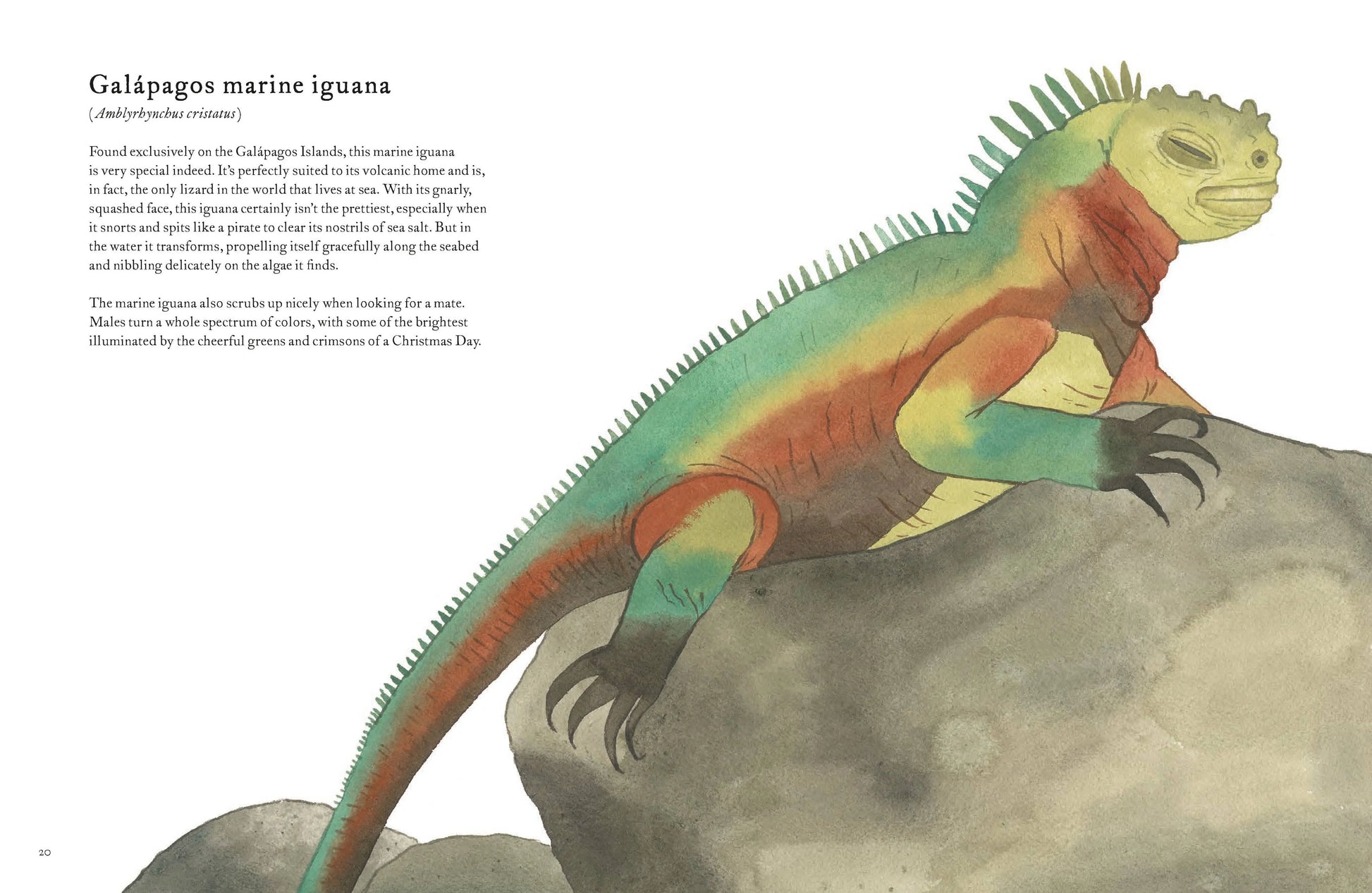 Colorful World of Reptiles Chronicle Books