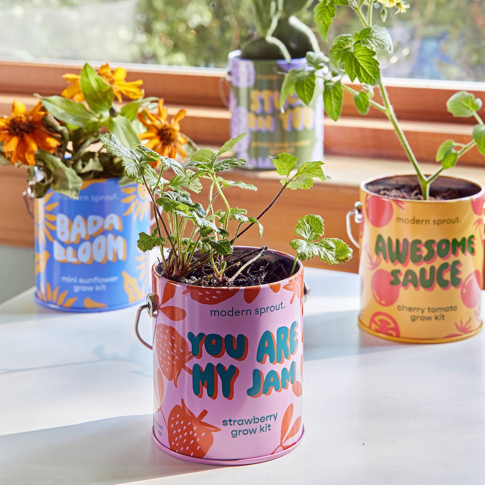 Complimentary Color Grow Kits Modern Sprout