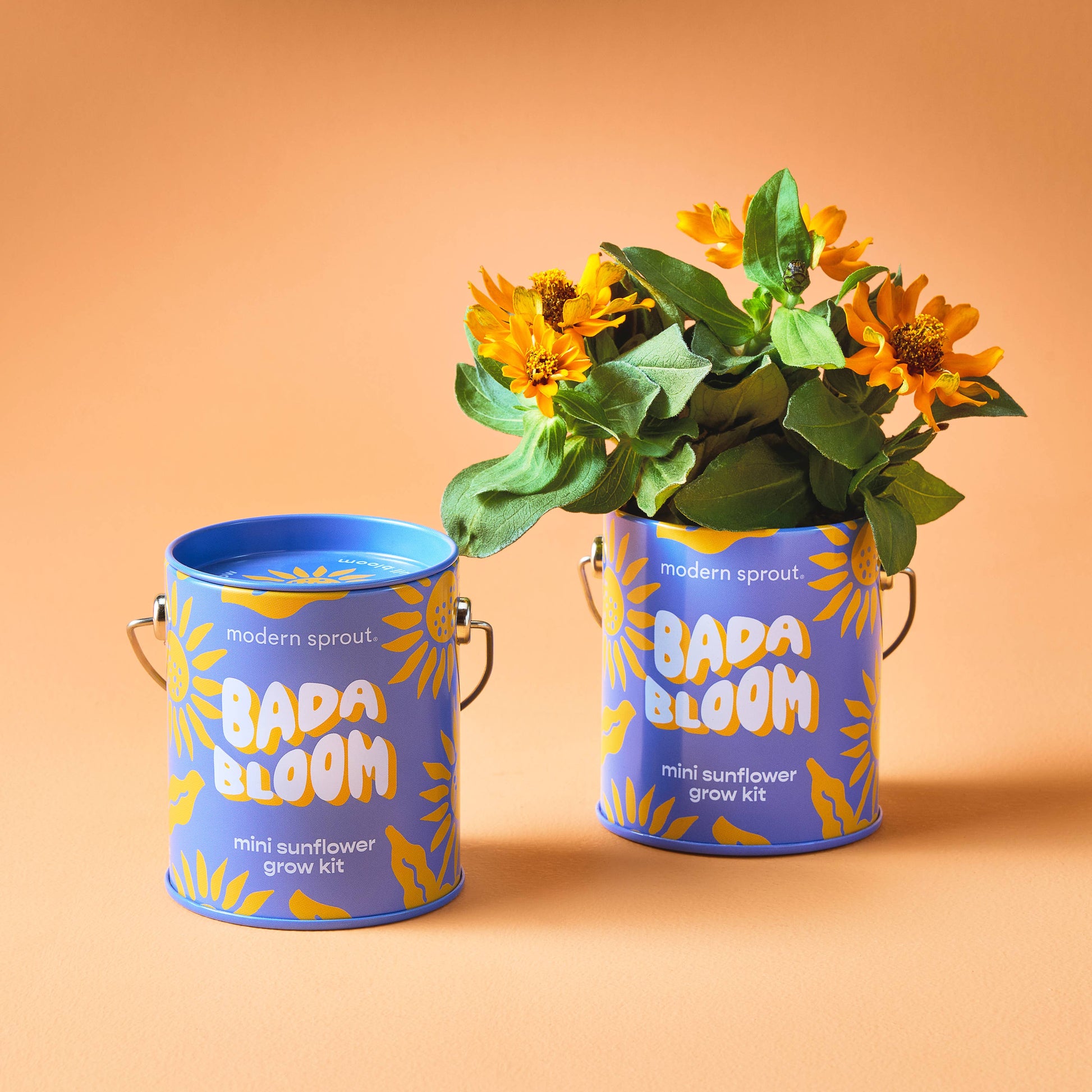 Complimentary Color Grow Kits Modern Sprout