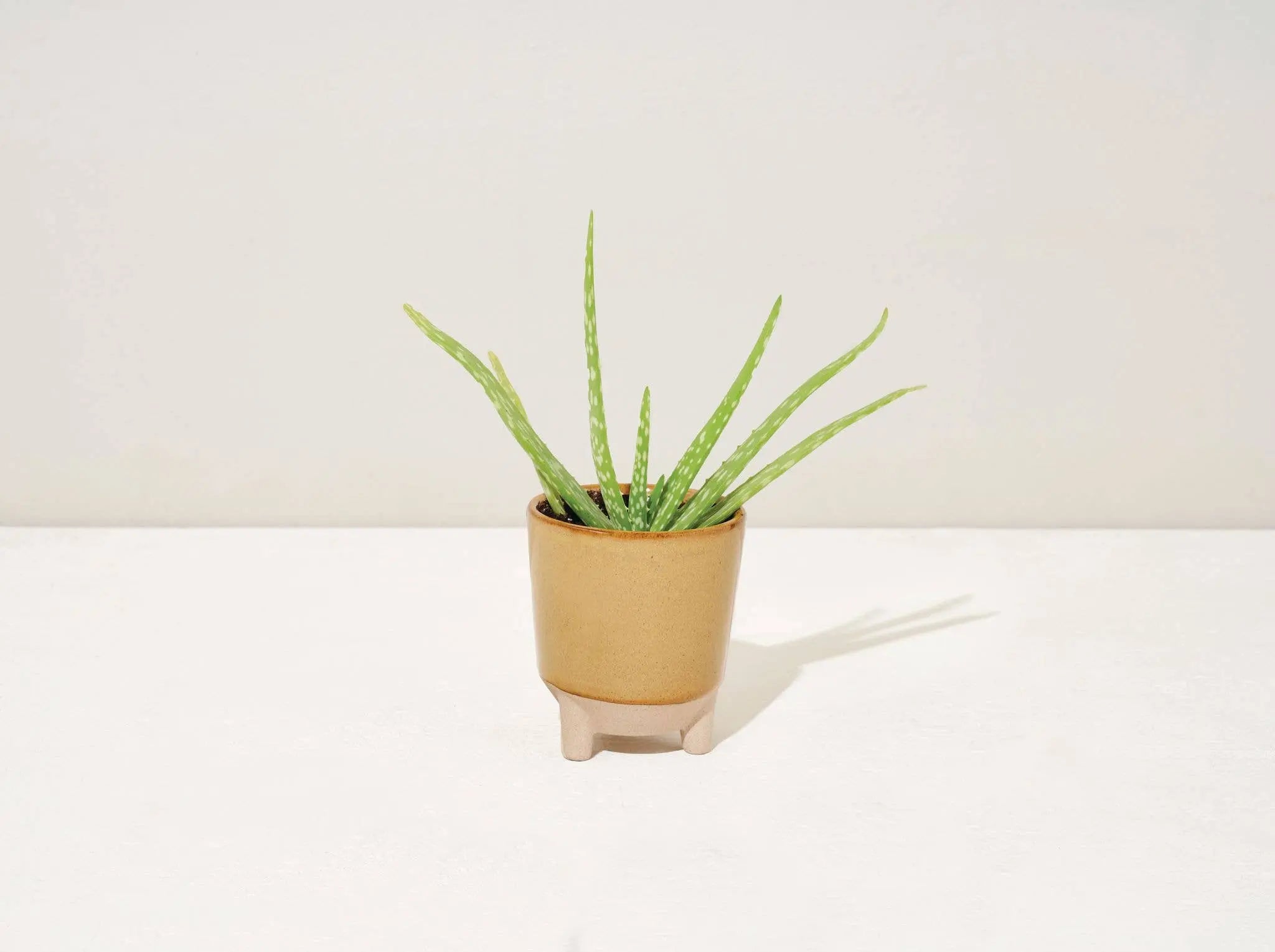 Glow & Grow 2-in-1 Candle + Grow Kit Modern Sprout