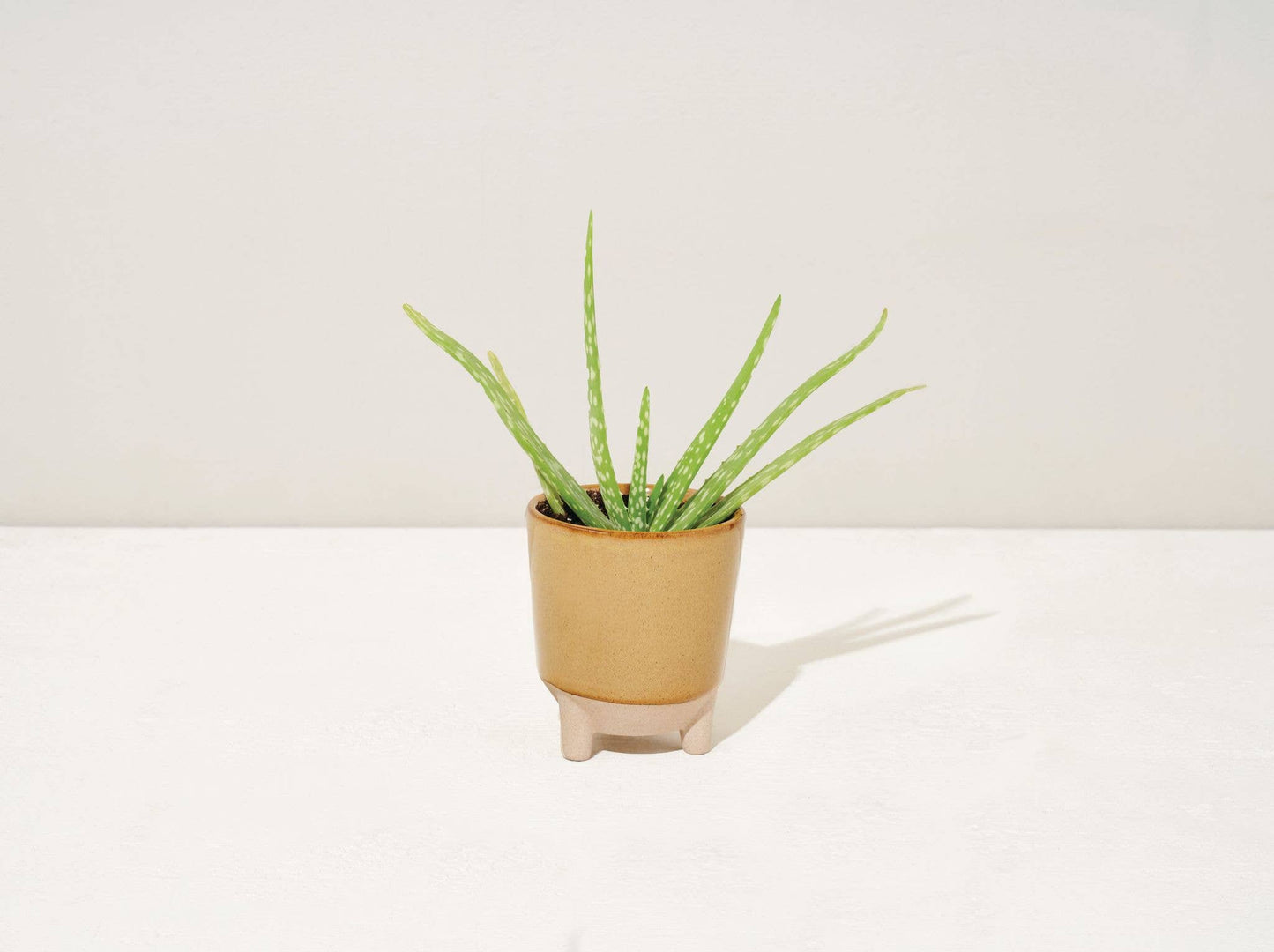 Glow & Grow 2-in-1 Candle + Grow Kit Modern Sprout