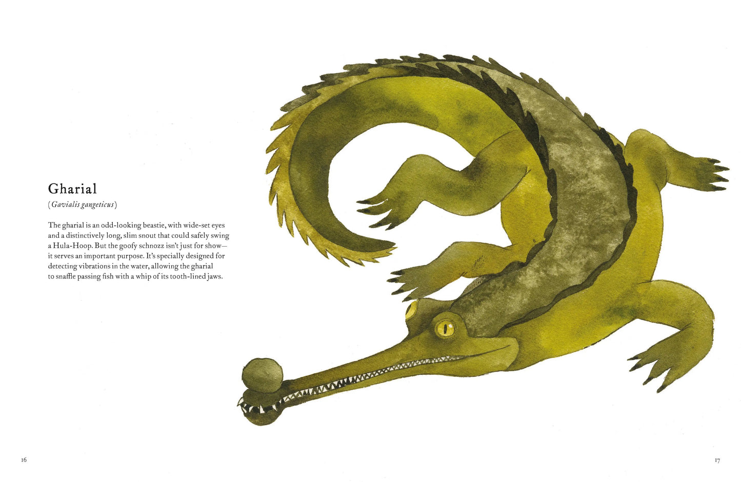 Colorful World of Reptiles Chronicle Books