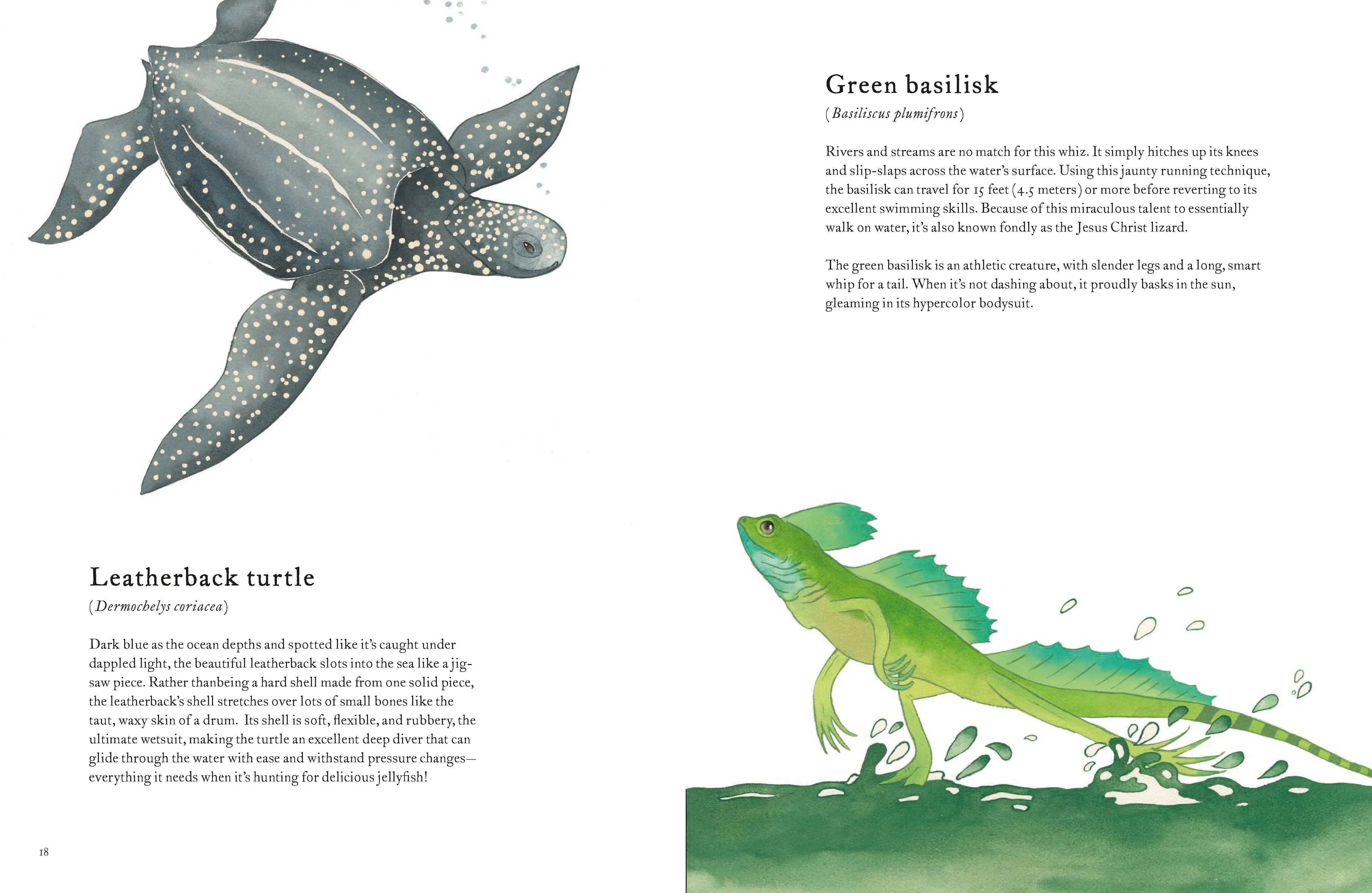 Colorful World of Reptiles Chronicle Books