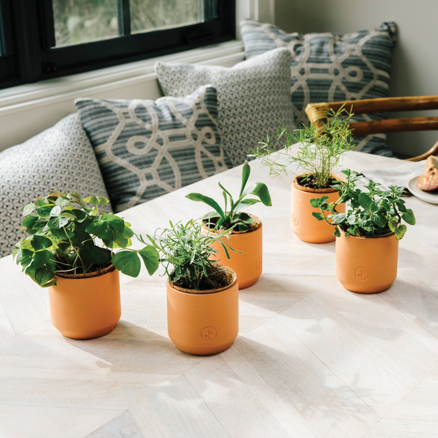 Tiny Terracotta Grow Kits Modern Sprout