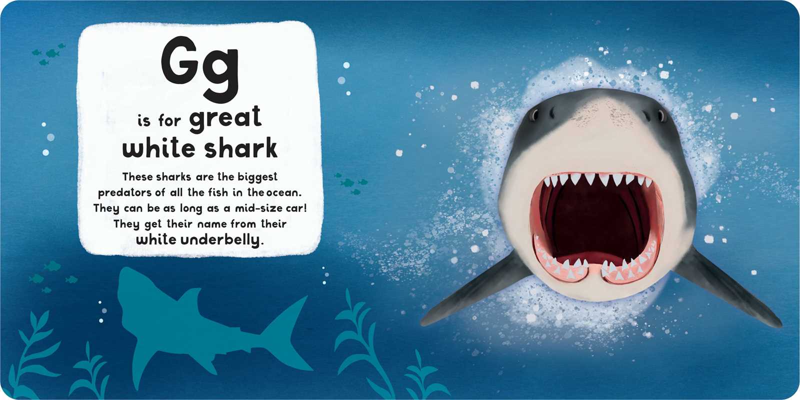 A-Z of Sharks