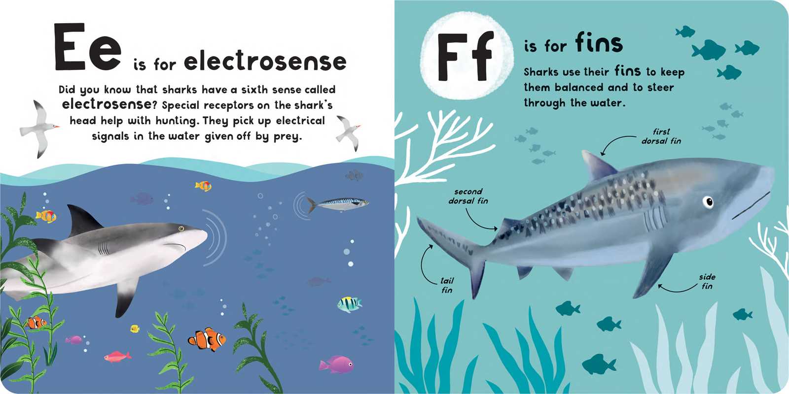 A-Z of Sharks
