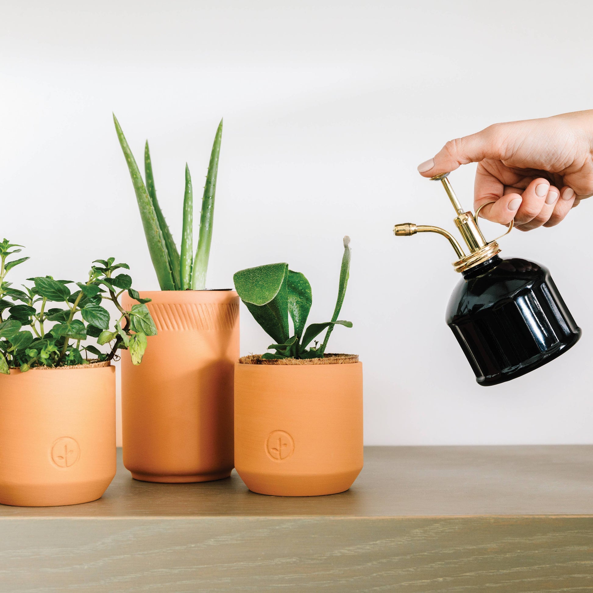 Tiny Terracotta Grow Kits Modern Sprout