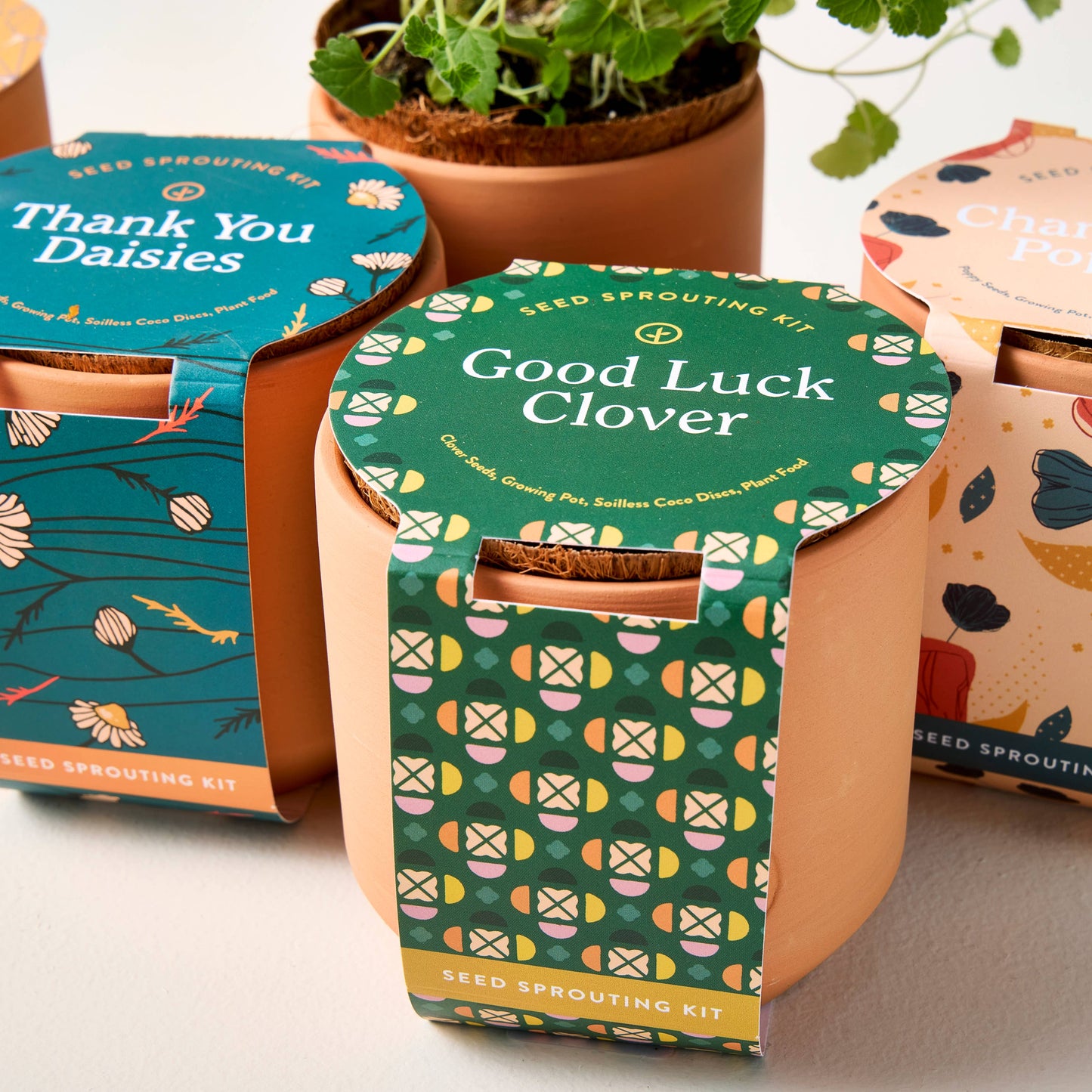 Tiny Terracotta Grow Kits Modern Sprout