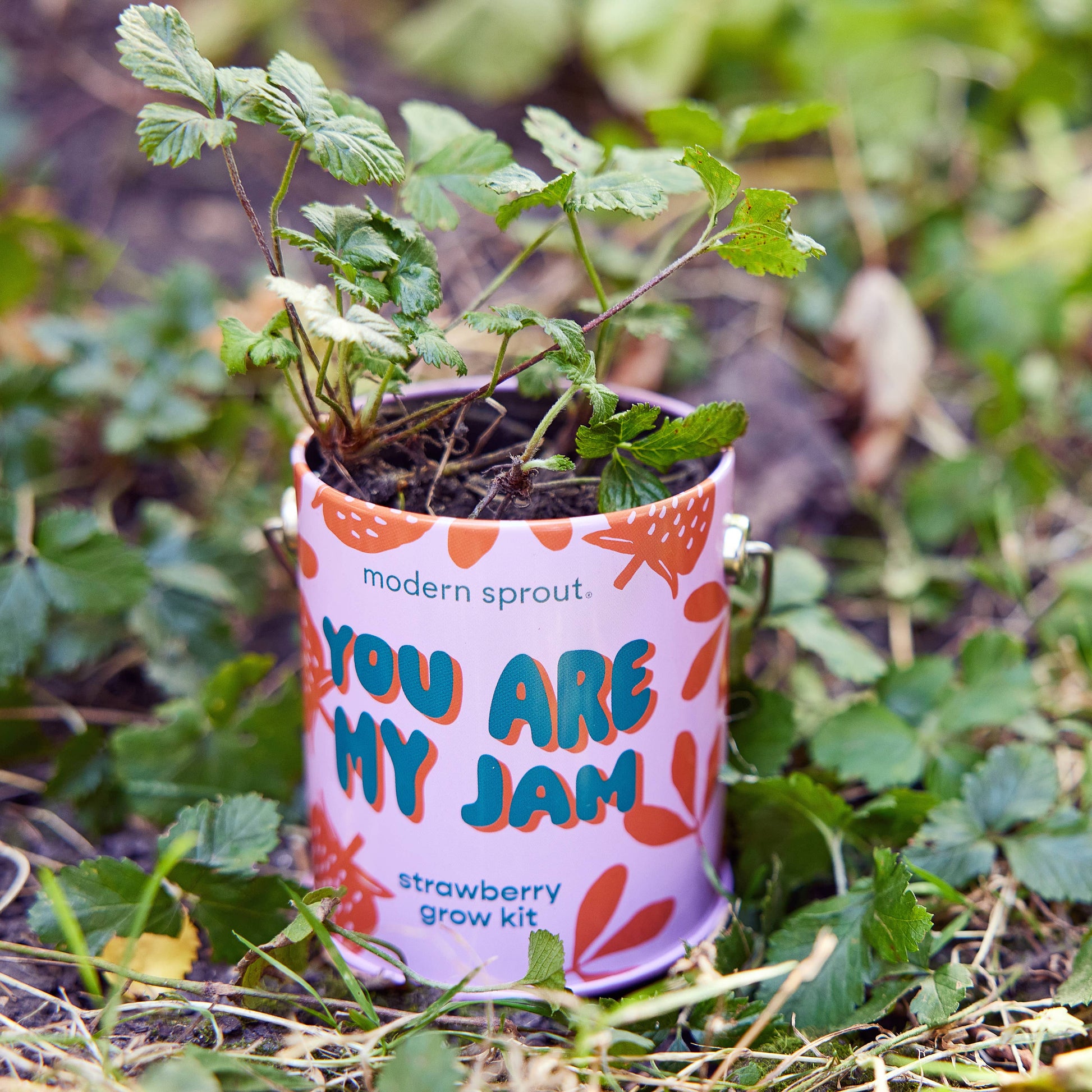 Complimentary Color Grow Kits Modern Sprout