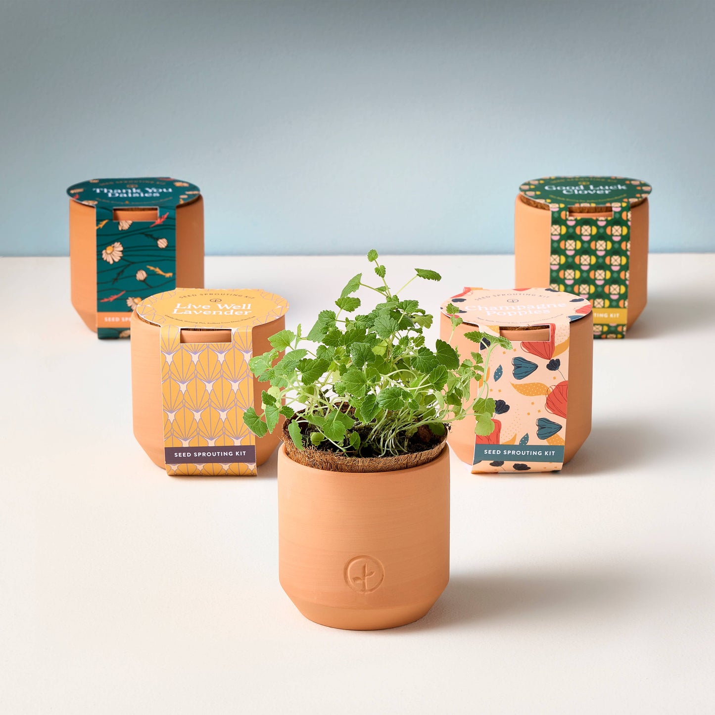 Tiny Terracotta Grow Kits Modern Sprout