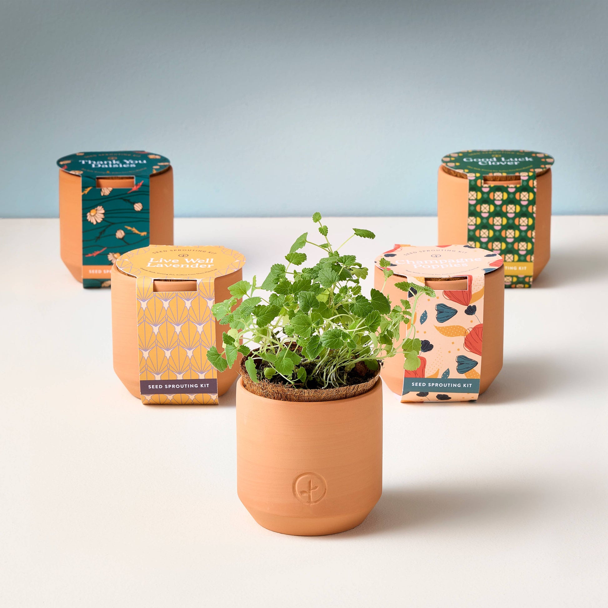Tiny Terracotta Grow Kits Modern Sprout