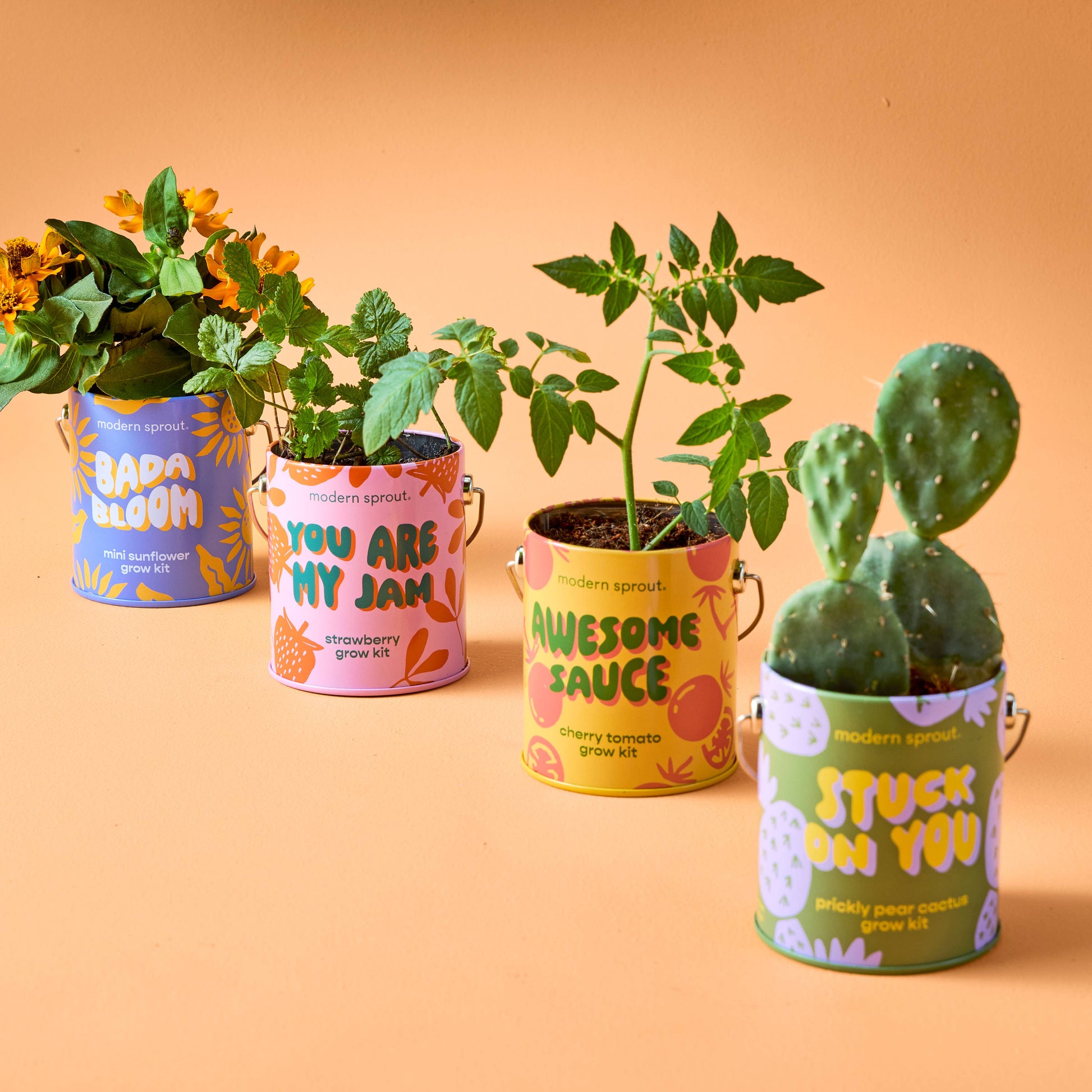 Complimentary Color Grow Kits Modern Sprout