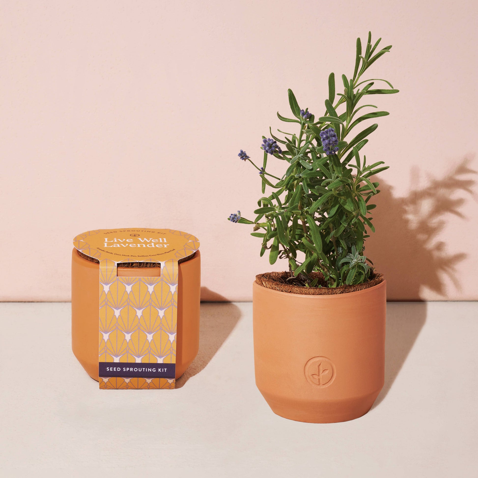 Tiny Terracotta Grow Kits Modern Sprout