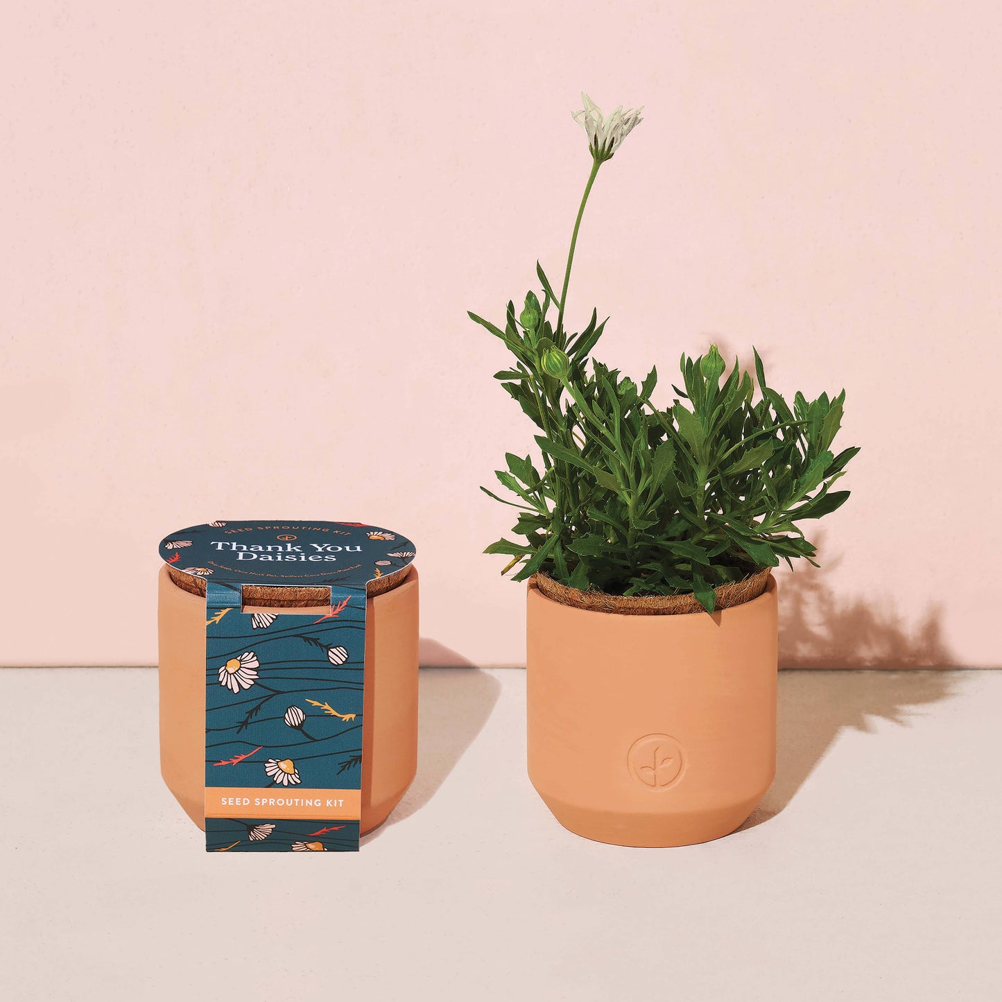 Tiny Terracotta Grow Kits Modern Sprout