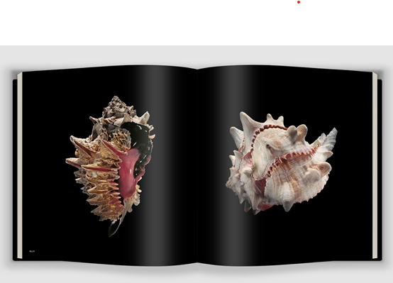 Shells by Paolo Portoghesi