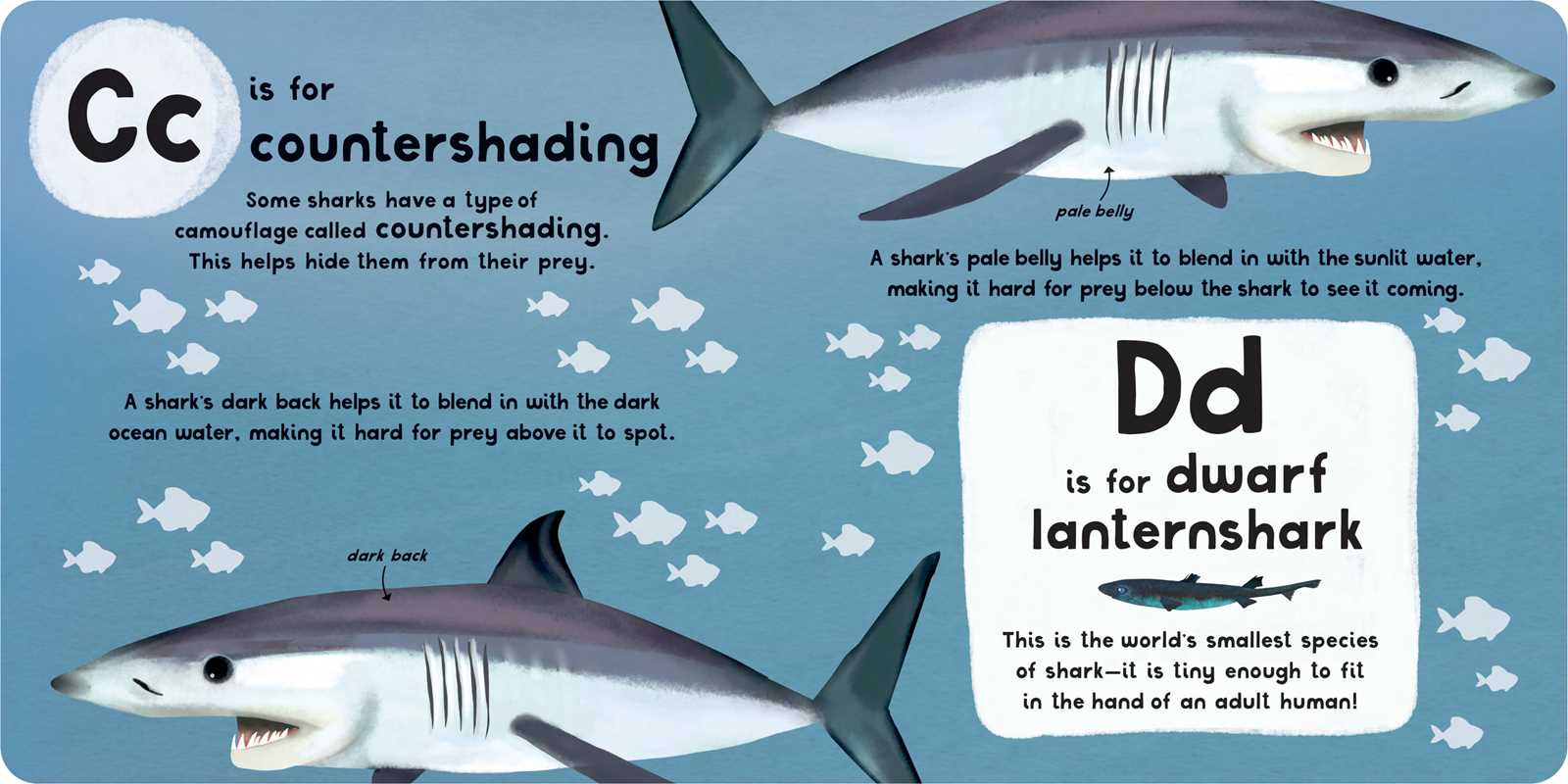 A-Z of Sharks