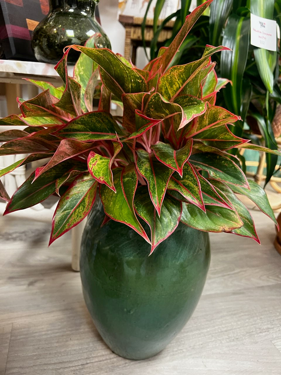 Aglaonema