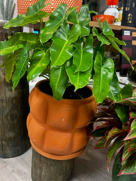 Pumpkin Philodendron
