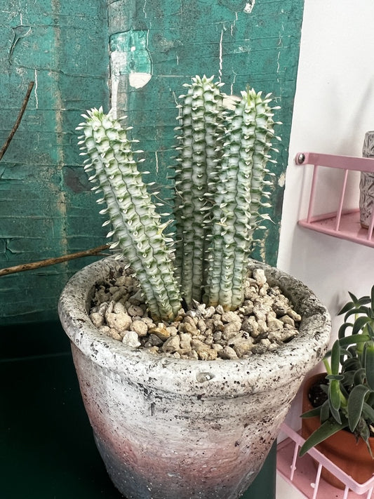 Corncob Cactus