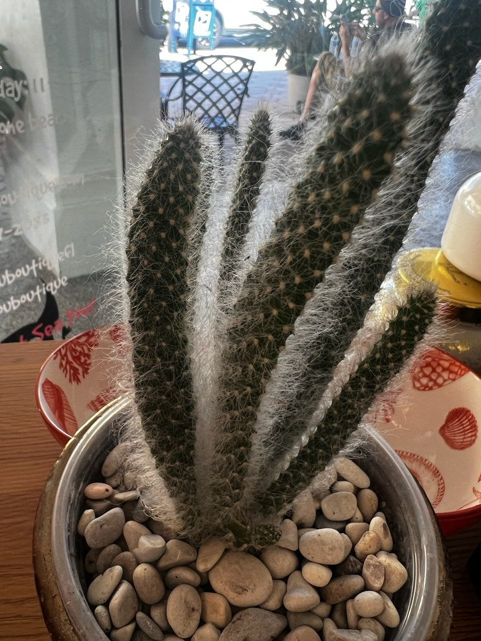 Cleisto Cactus