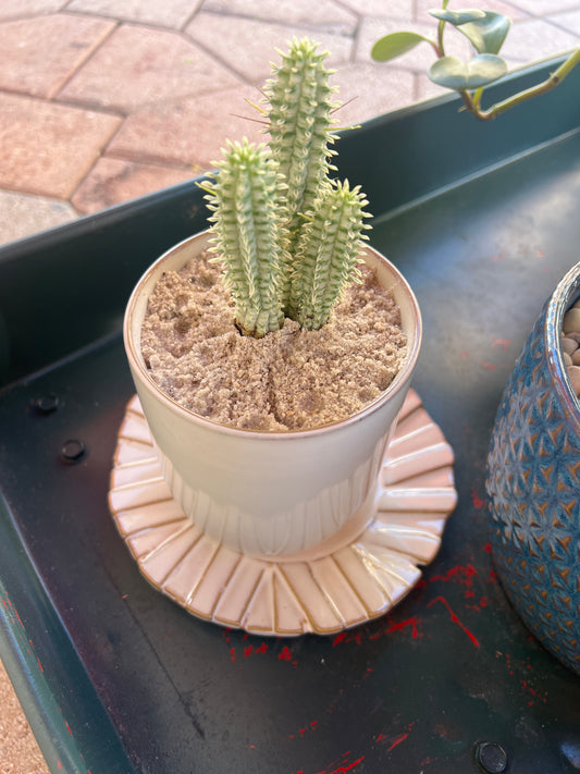 Ruffle Pot and Indian corn cob cactus