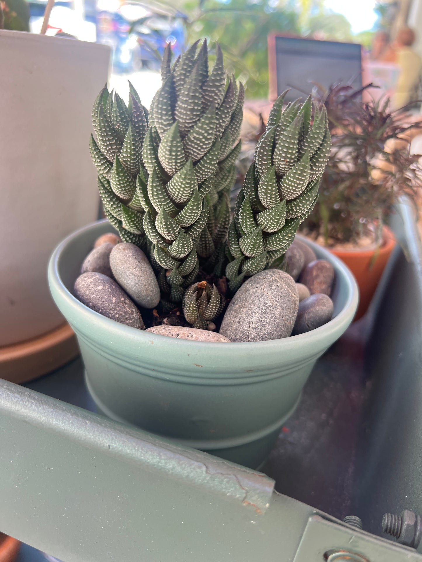 Pot and Succulent (Haworthiopsis)