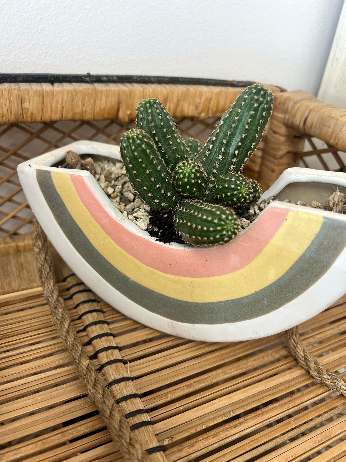 Rainbow Hanging Pot w/ plant