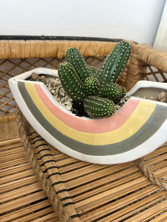 Rainbow Hanging Pot w/ plant