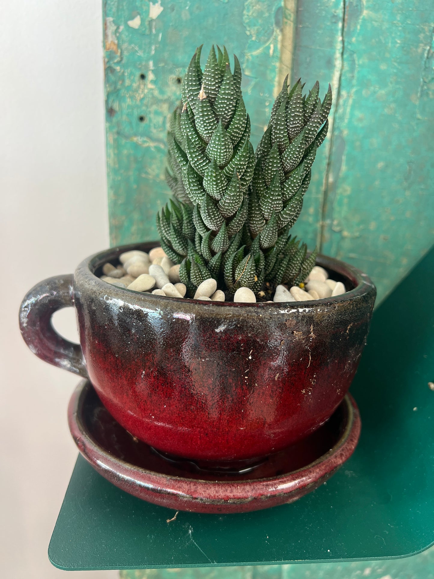 Coffee Pot and Succulent (Haworthiopsis)