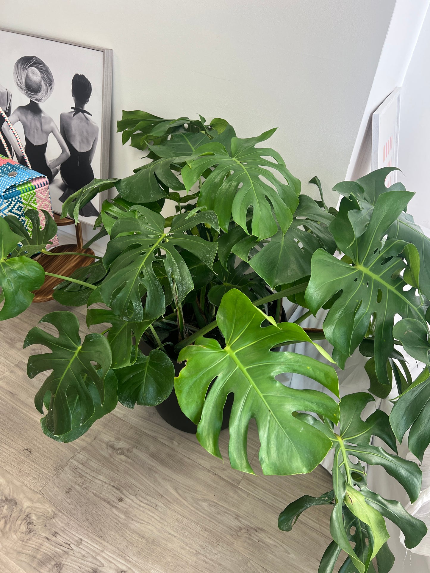 Monstera Plant