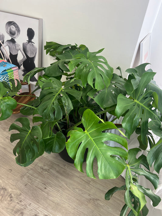 Monstera Plant