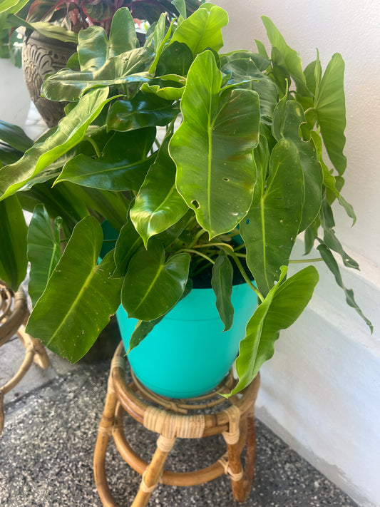 Philodendron Burle Marx