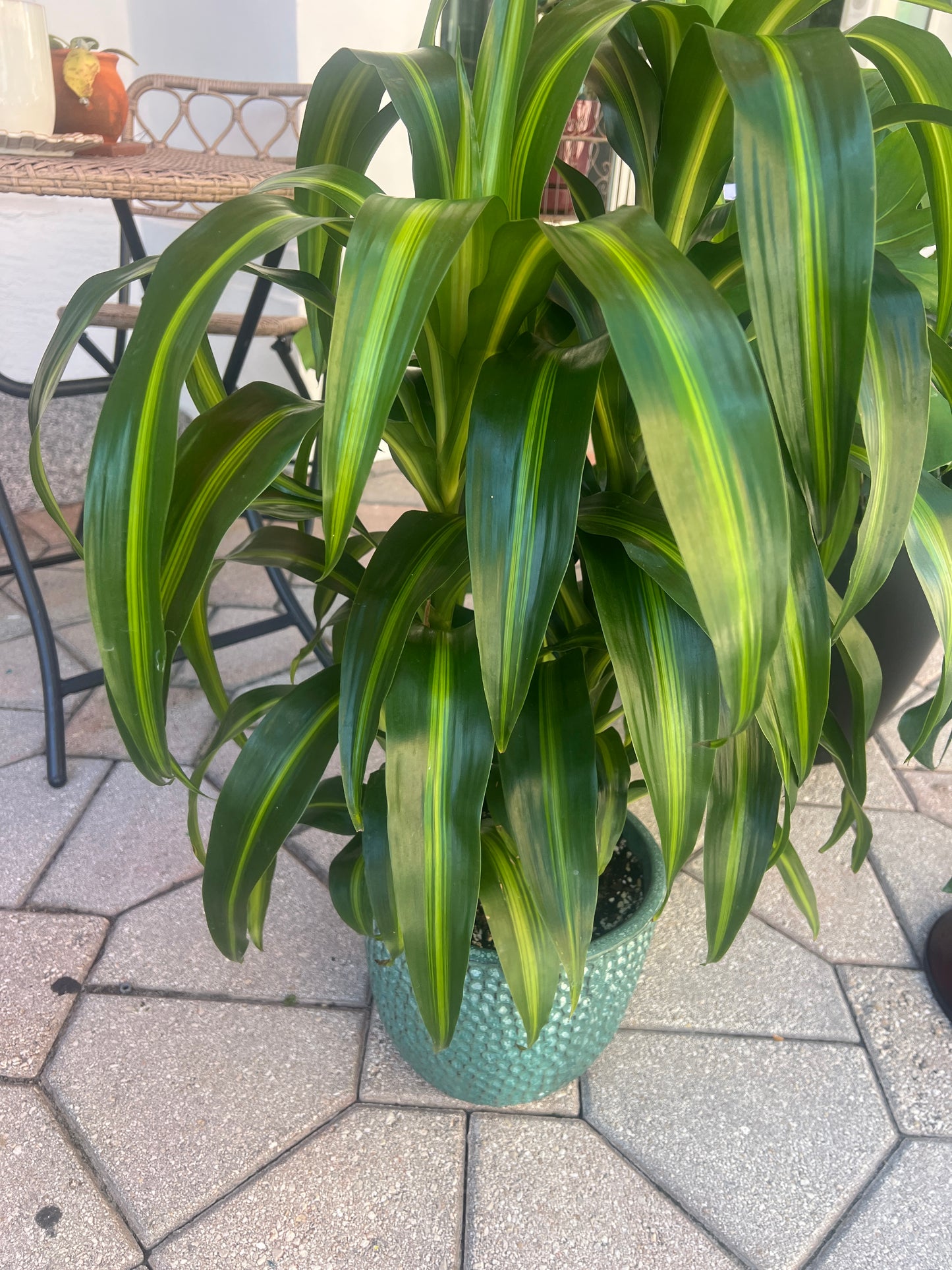 Hawaiian Sunshine and Pot