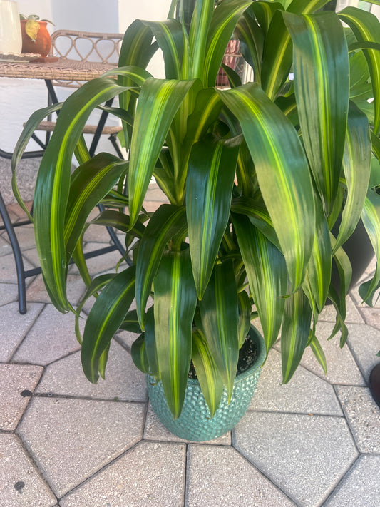 Hawaiian Sunshine and Pot