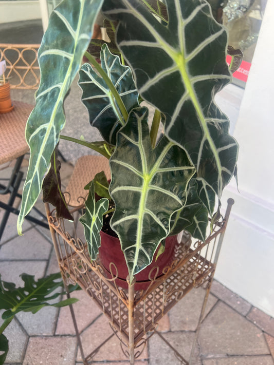 Alocasia Elephant Ear
