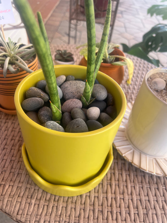 Spear Snake in Lime Waves Pot