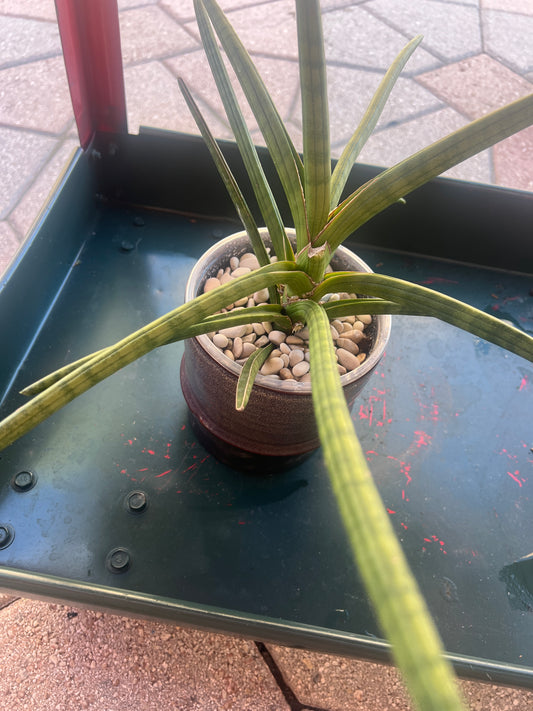 Spear Snake Plant and pot