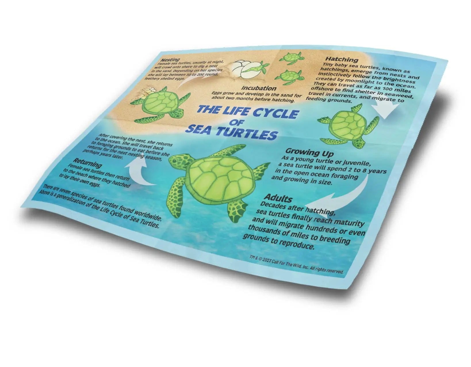 Sea Turtle Hatchling Plush in Egg – Conservation Fundraising