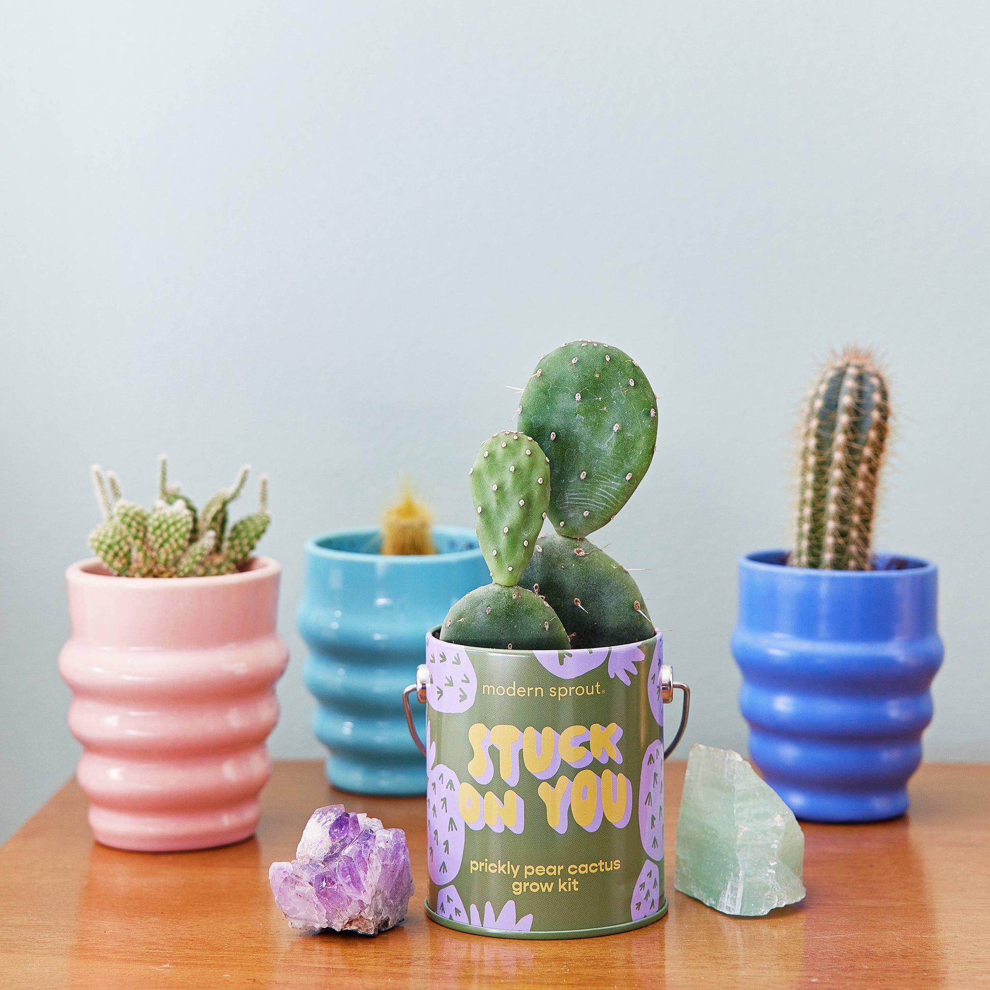 Complimentary Color Grow Kits Modern Sprout