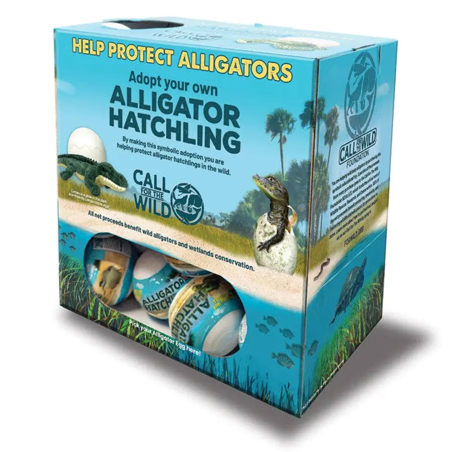 Alligator Hatchling Individual Eggs