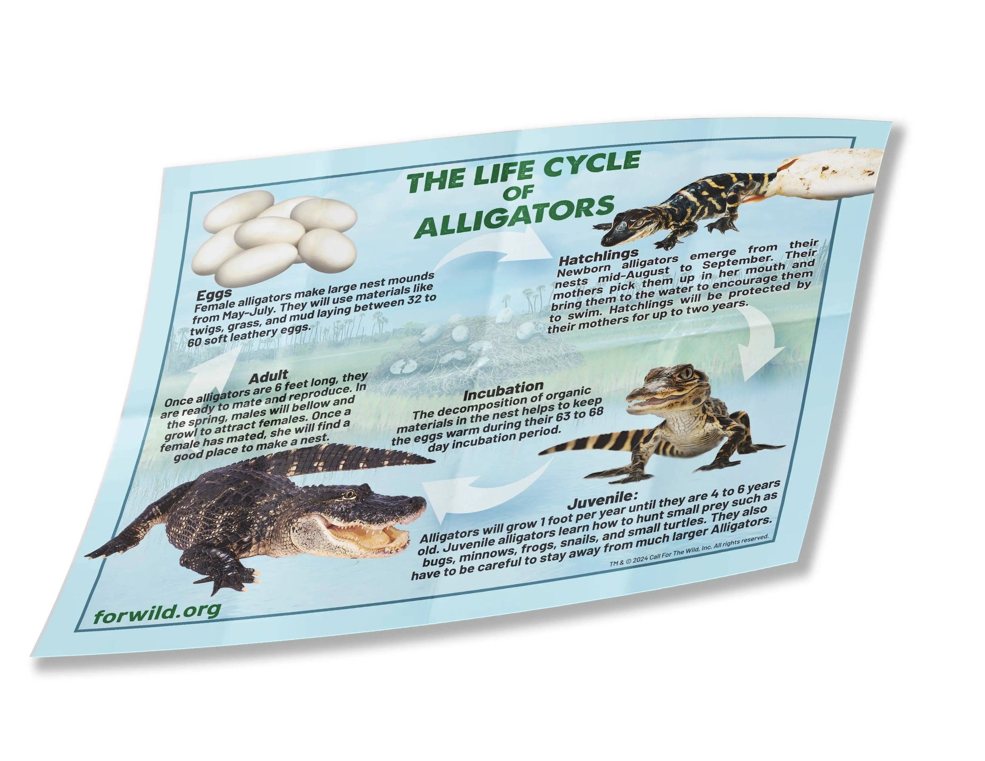 Alligator Hatchling Individual Eggs